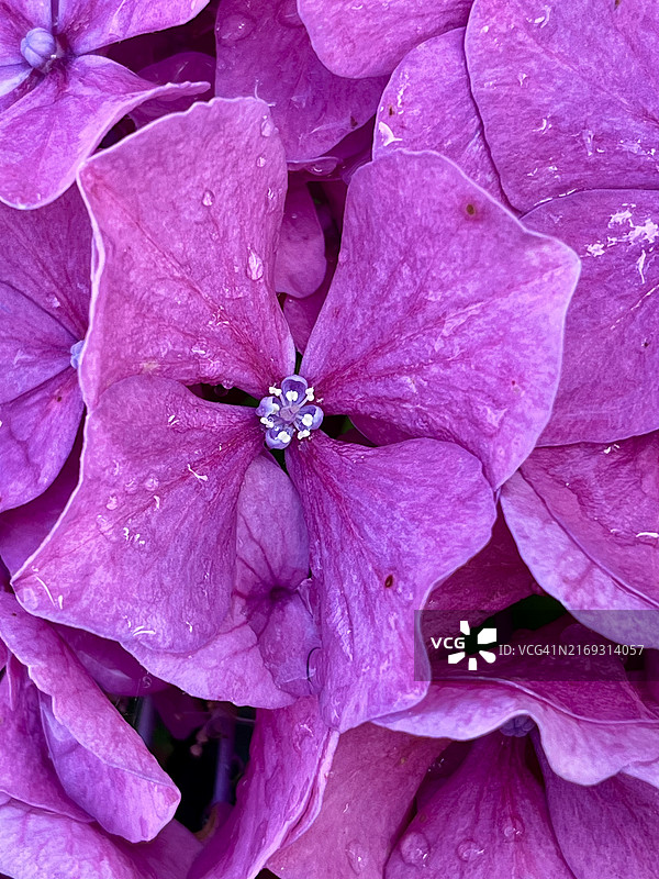 粉色玫瑰花特写，美国密歇根州霍默镇图片素材