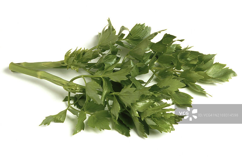 香芹（Levisticum officinale）图片素材