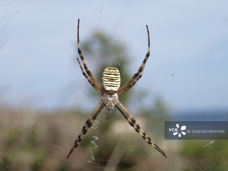 蜘蛛特写图片素材