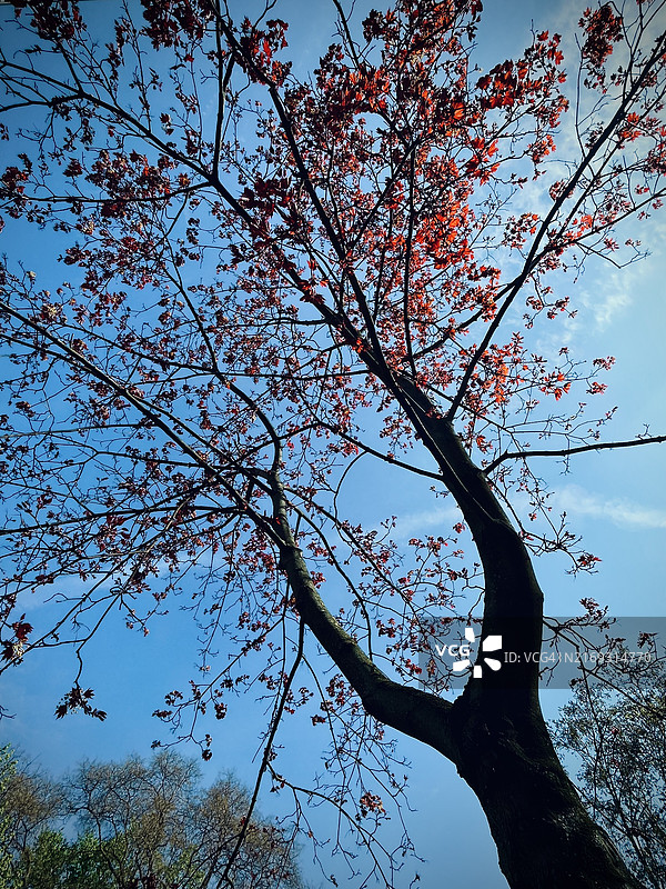 奥地利维也纳蓝天下树木仰视图片素材