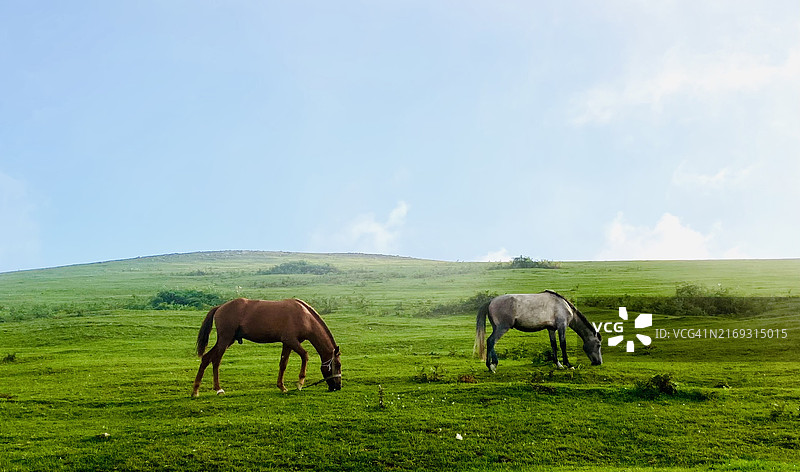 伊朗吉兰省塔莱什的牧场马群图片素材