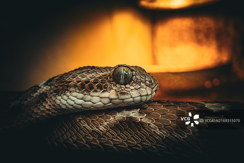 响尾蛇特写图片素材