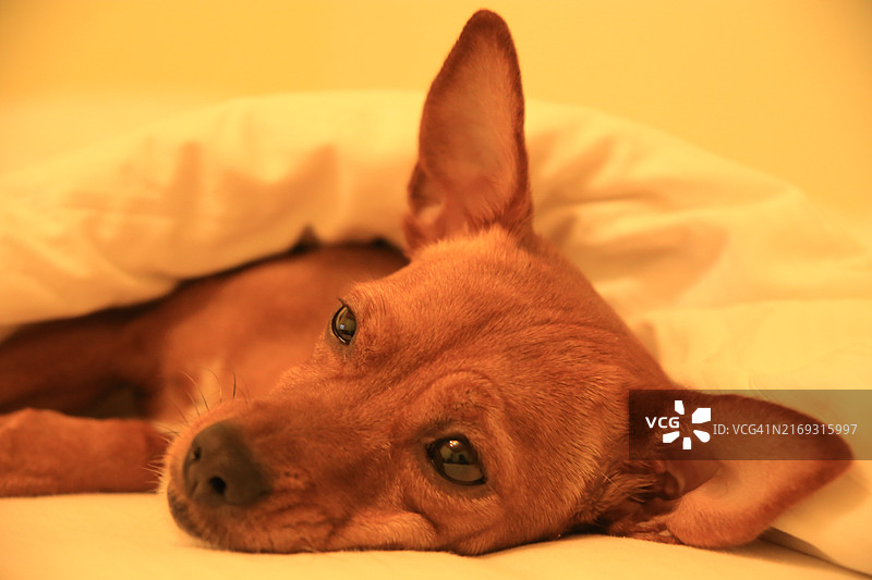 放松躺在床上的吉娃娃犬特写，斯洛伐克图片素材