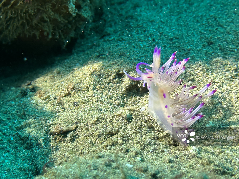 菲律宾八打雁利帕市海中珊瑚特写图片素材