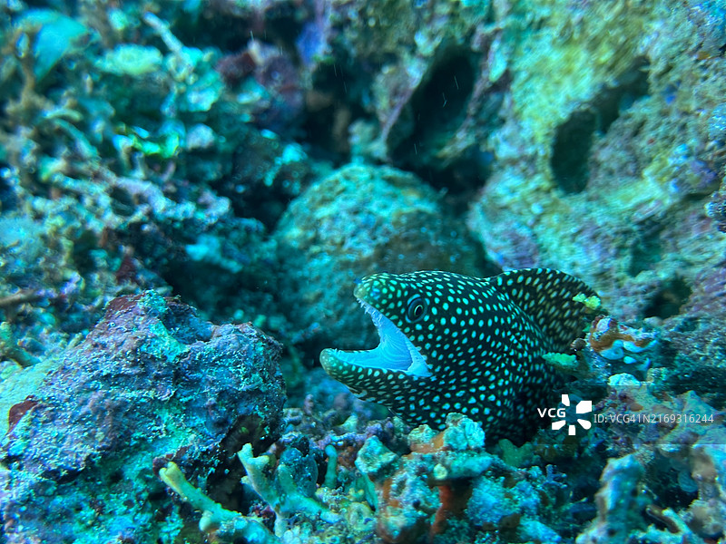 菲律宾八打雁利帕市海中珊瑚特写图片素材