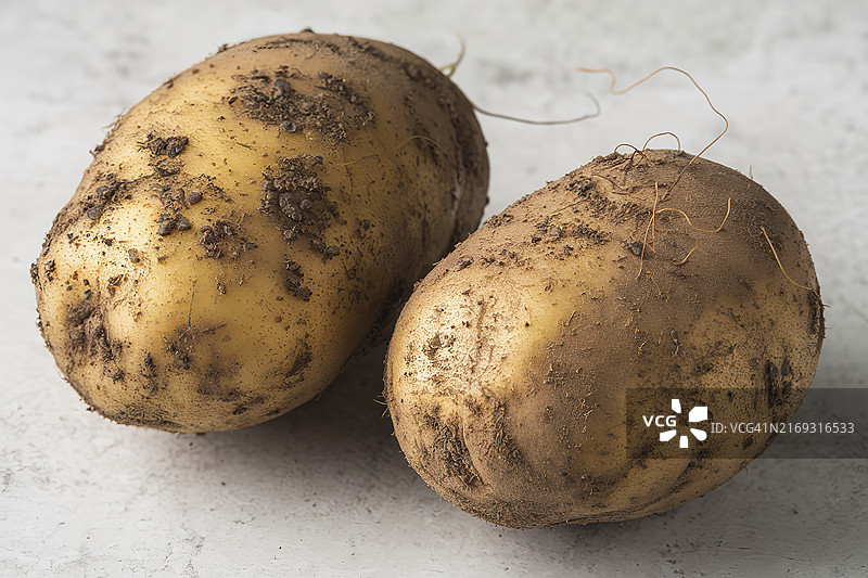 两个带着泥土的新鲜土豆图片素材