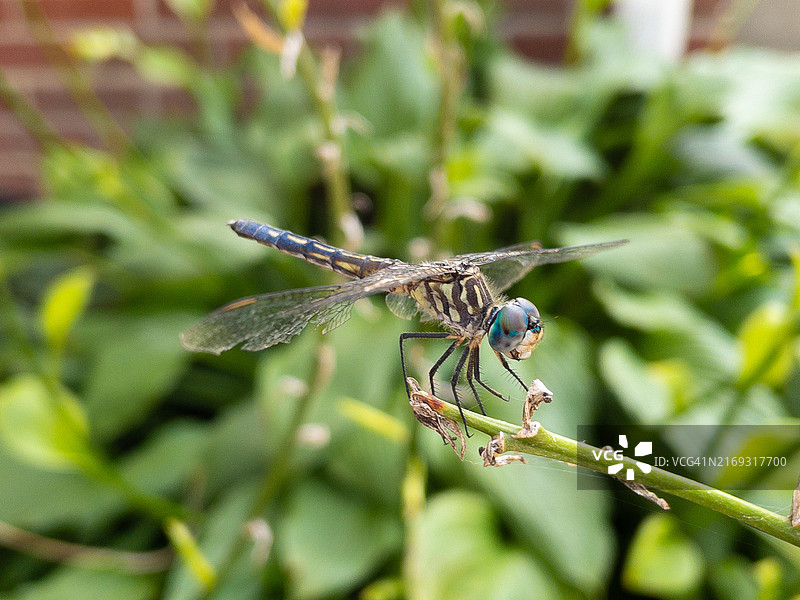 美国肯塔基州：植物上的蜻蜓特写图片素材