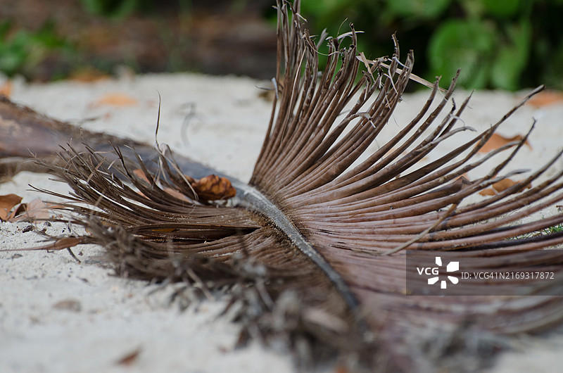死亡动物特写图片素材