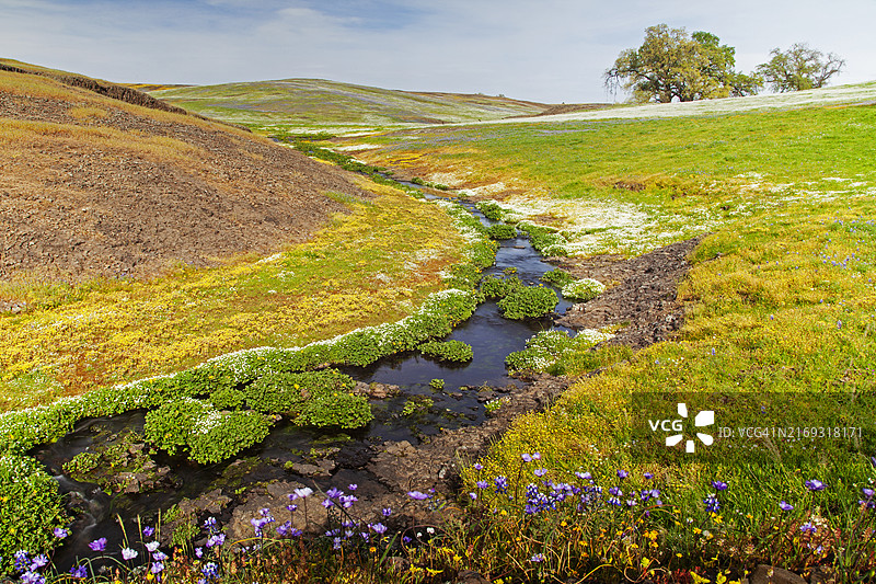 美国加利福尼亚州北桌山盛开的春季花朵图片素材