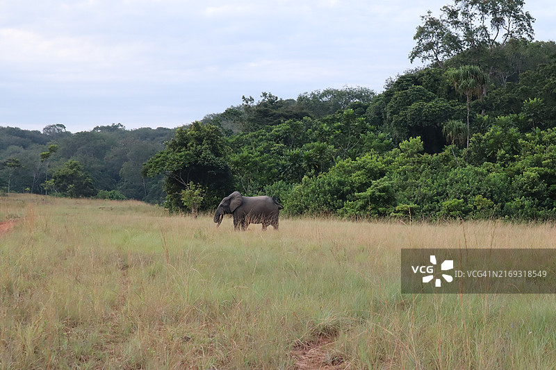 非洲象站在草地上的侧视图图片素材
