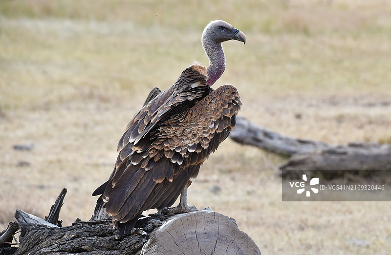 肯尼亚的兀鹫图片素材