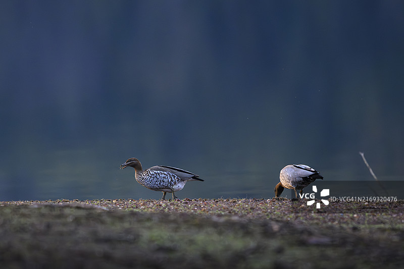 澳洲木鸭（一雄一雌）图片素材