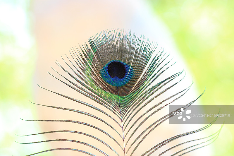 孔雀羽毛图片素材
