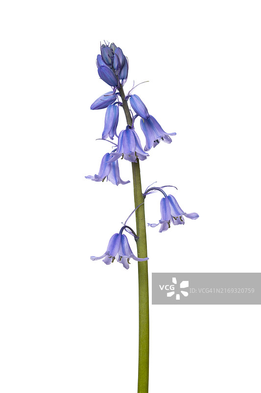 风信子，花，植物，裁剪，白色背景图片素材