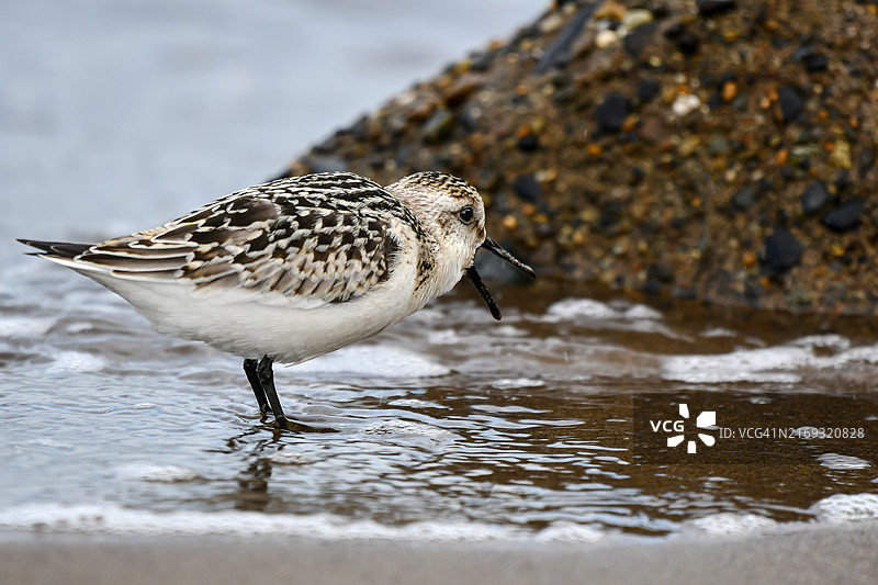 在海滩上栖息的鹬特写图片素材