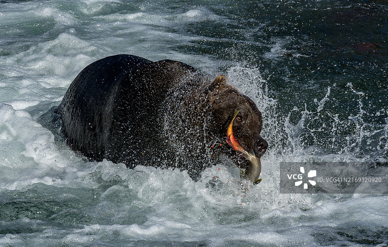 阿拉斯加半岛湖中鲸鱼的俯视照片图片素材