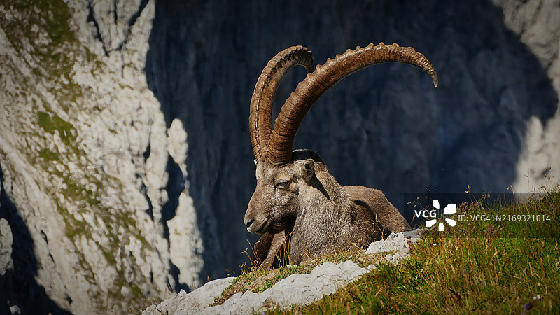 岩石上的鹿特写图片素材