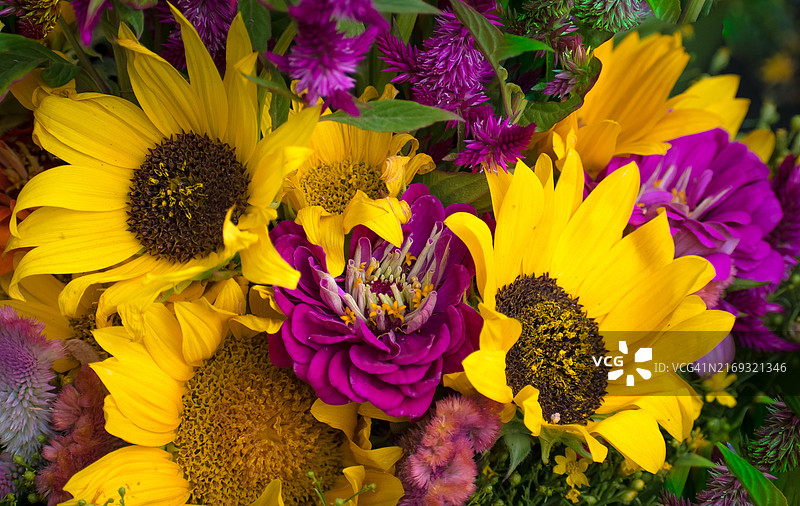 美国加利福尼亚州奇科的黄色开花植物特写图片素材