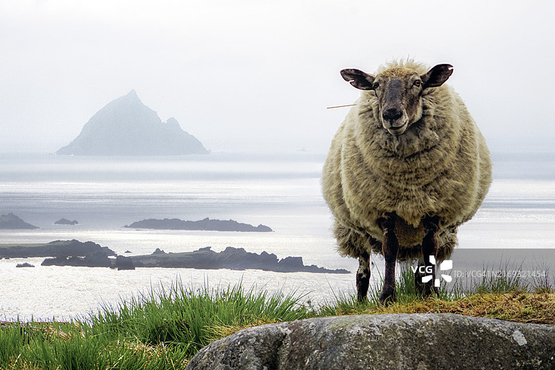 岩石上绵羊的肖像，背景为大海图片素材