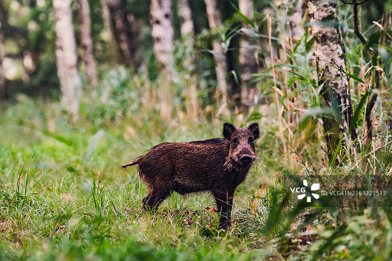 森林中站立的熊图片素材