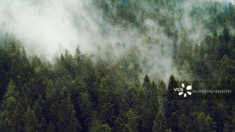 森林中的松树全景图片素材