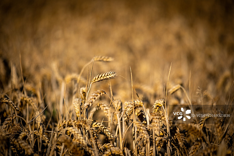 麦田特写图片素材