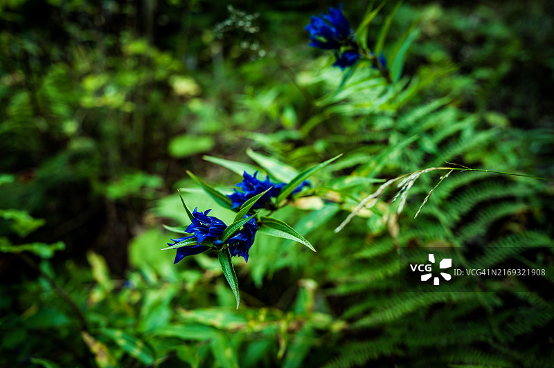 紫色开花植物特写图片素材