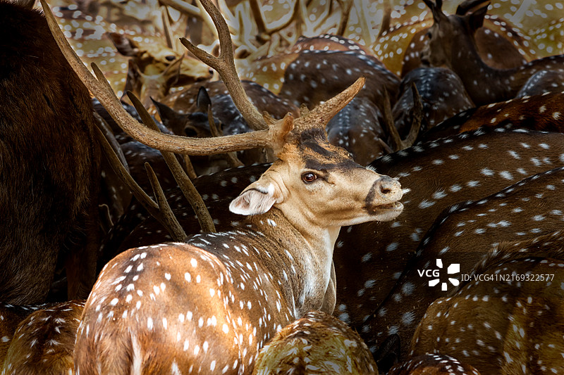 赤鹿特写图片素材