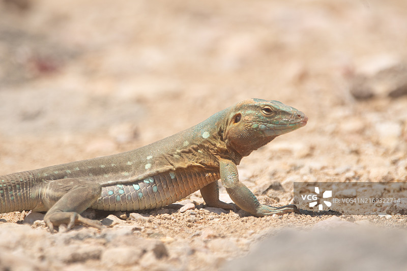 地面蜥蜴特写图片素材