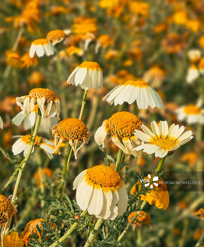 黄色植物特写，美国加利福尼亚州帝国海滩图片素材