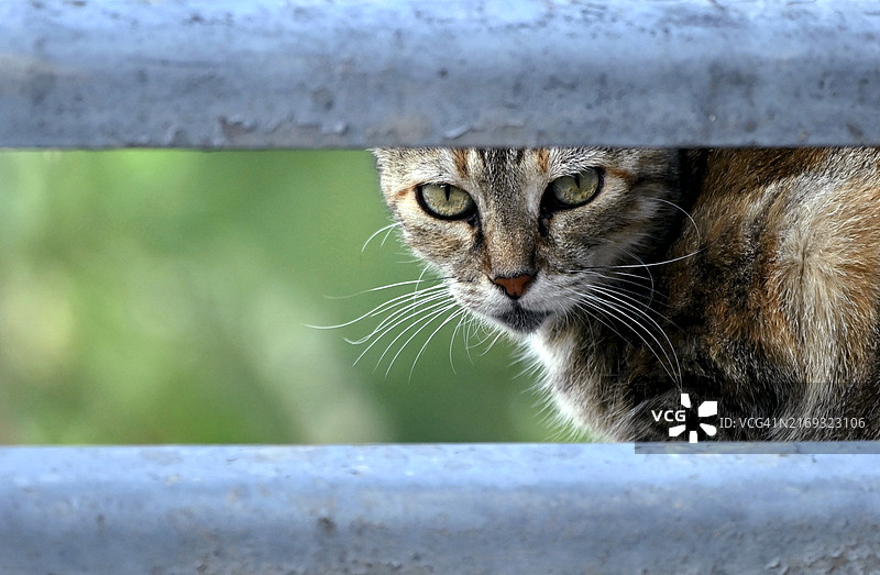 猫的特写肖像，美国图片素材