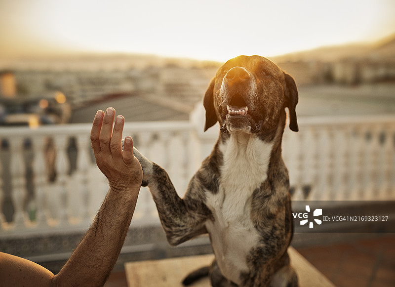 在日落时分与主人握手的可爱斑纹獒犬图片素材