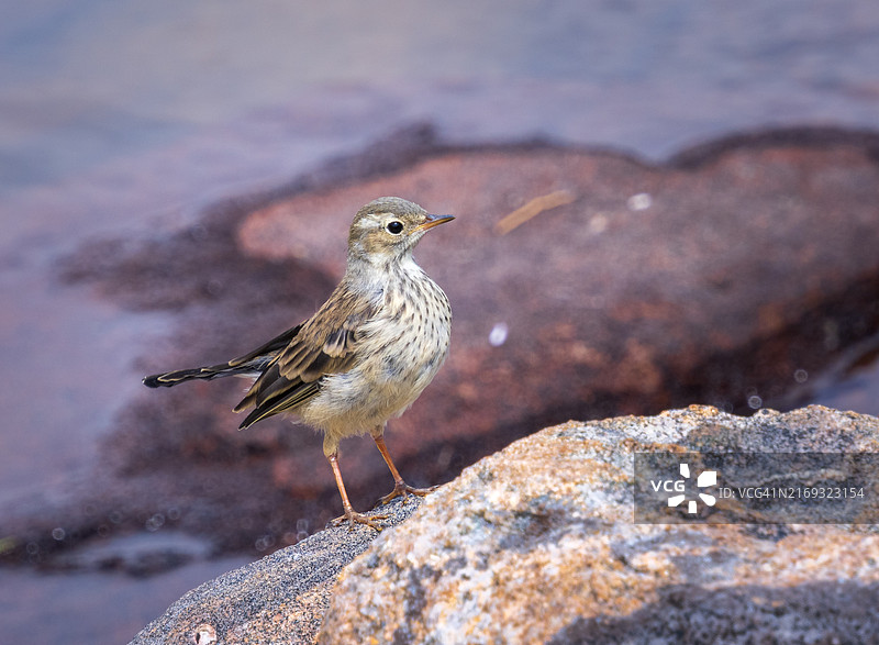 特写：美国怀俄明州岩石上的鸣禽图片素材
