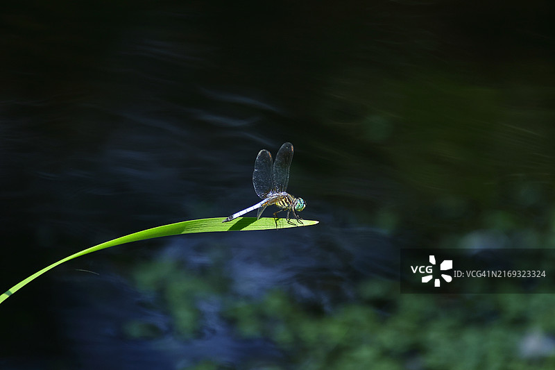 植物上的蜻蜓特写，美国纽约图片素材