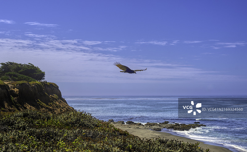 美国加州坎布里亚海滩上的风筝图片素材
