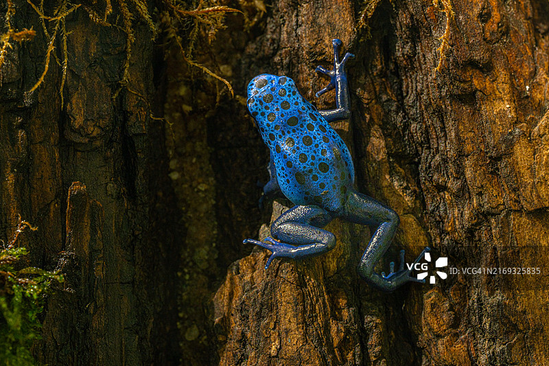 蓝色箭毒蛙图片素材