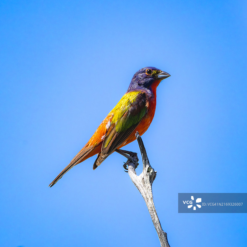 低角度拍摄栖息在树枝上的太阳翠鸟，美国佐治亚州图片素材
