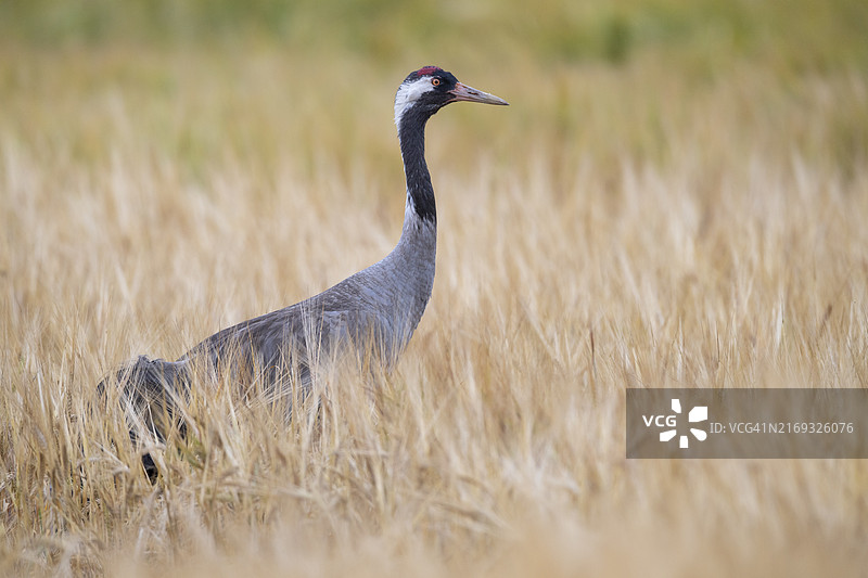 普通鹤，德国下萨克森州图片素材