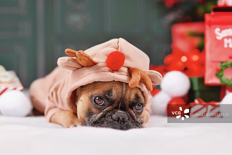法国斗牛犬戴着圣诞帽驯鹿角，躺在季节性装饰品之间图片素材