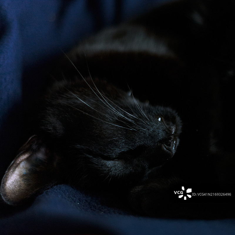 猫特写图片素材