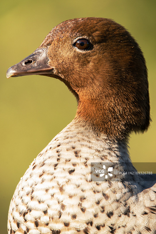 鸭子特写，澳大利亚图片素材