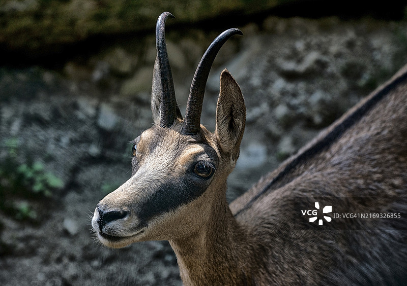 鹿的特写图片素材