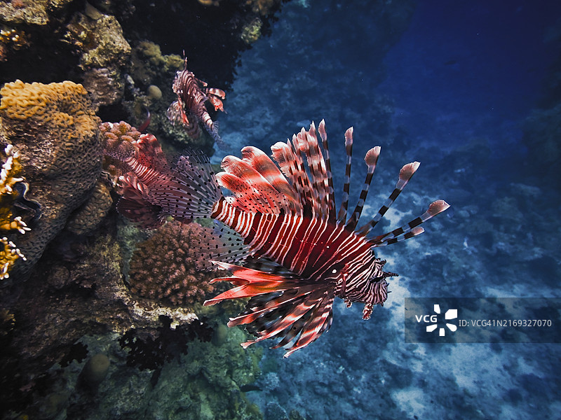 狮子鱼在海中畅游的特写图片素材