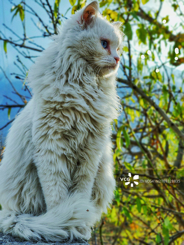 行星之间独自坐着观看事物的猫低角度景观图片素材