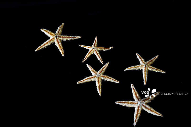 黑色背景下的八角茴香特写图片素材