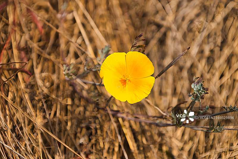 在雾蒙蒙的夏日黎明探索加利福尼亚州大瑟尔1号公路图片素材