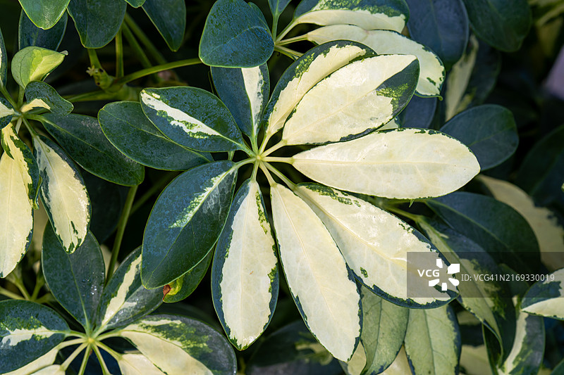 开花植物叶片高角度视图图片素材
