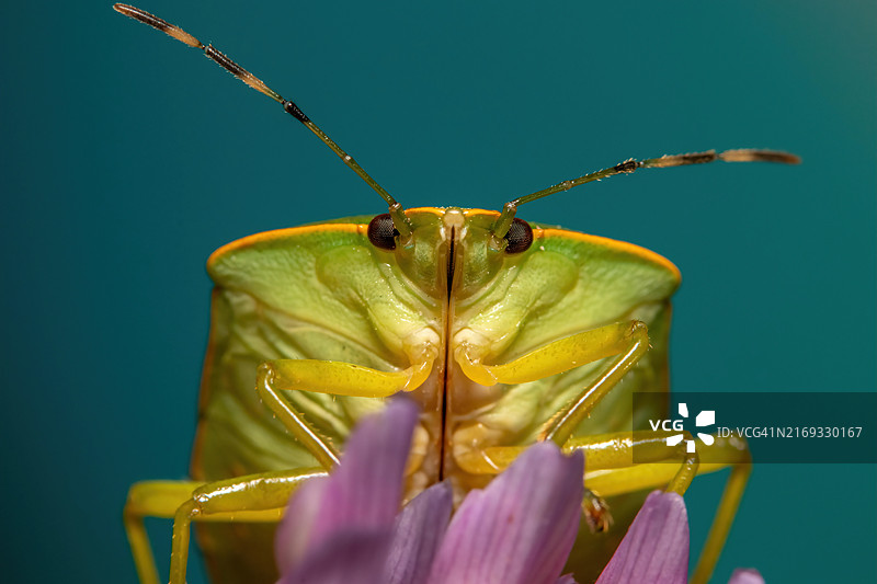 昆虫在花上的特写图片素材
