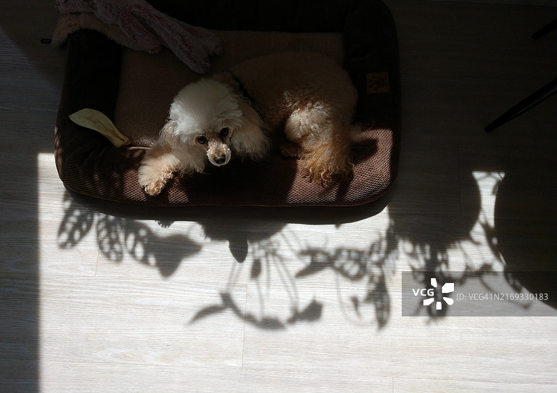 在家床上放松的贵宾犬高角度视图图片素材