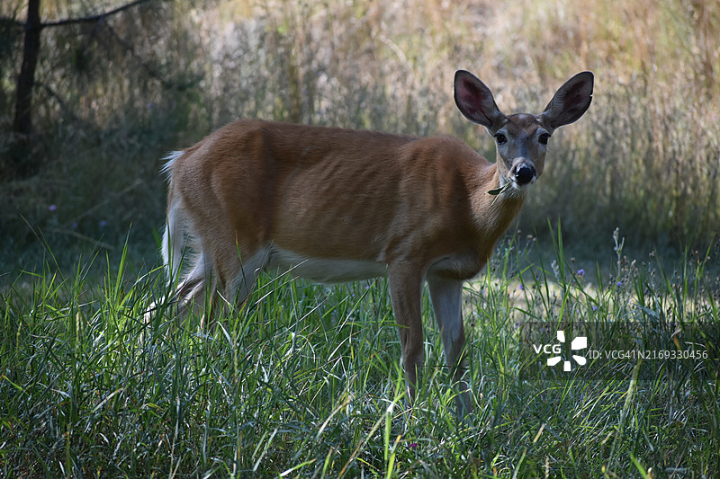 站在田野上的白人肖像，美国蒙大拿州波尔森图片素材